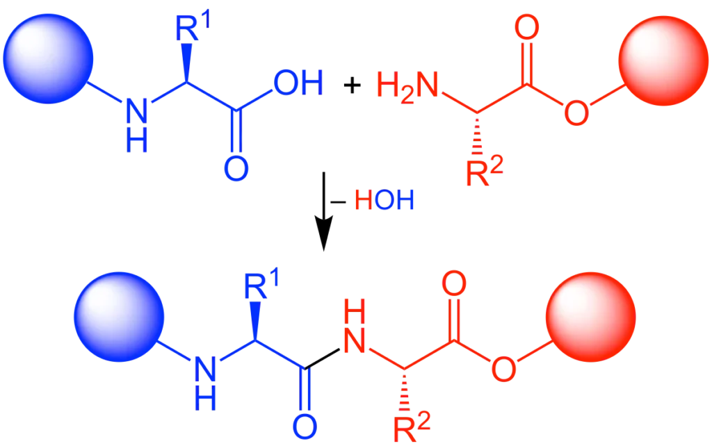 Amino acid condensation forming a peptide bond