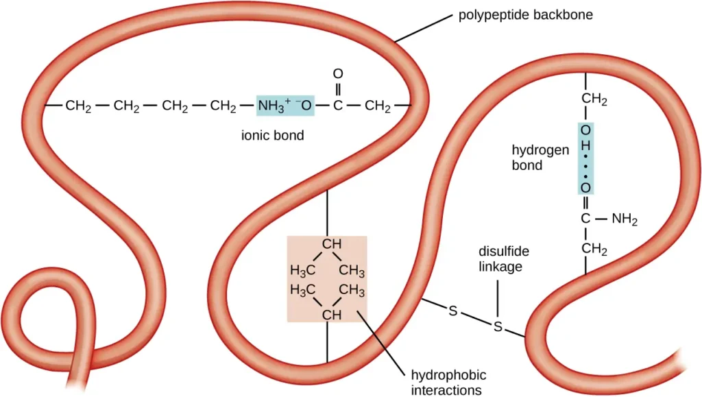 Diagram showing peptide bond formation