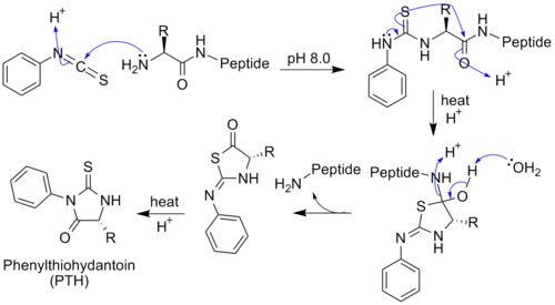 Diagram showing peptide degradation