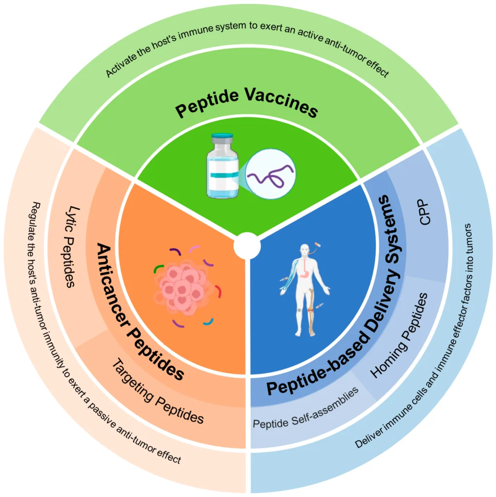 Infographic comparing features of peptides vs. proteins