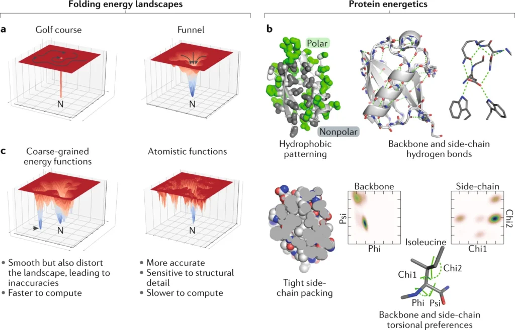 Side-by-side visual showing peptide chain vs. protein folding structure