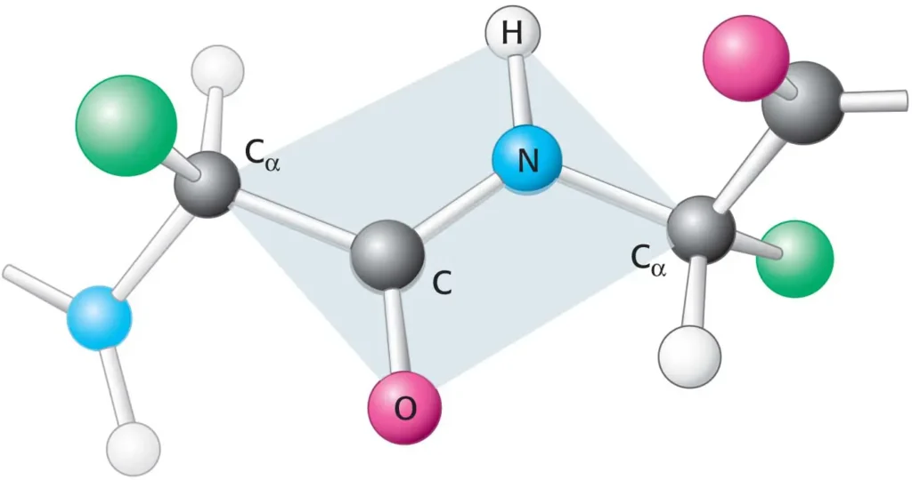 Planarity of the peptide bond